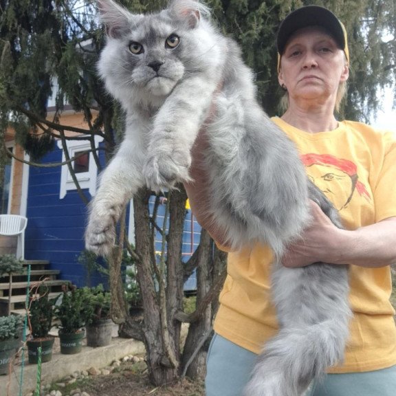 Maine Coon A Timian