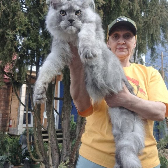 Maine Coon A Timian