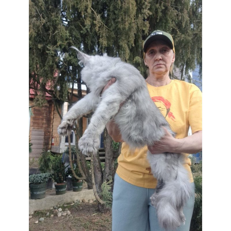 Maine Coon A Timian
