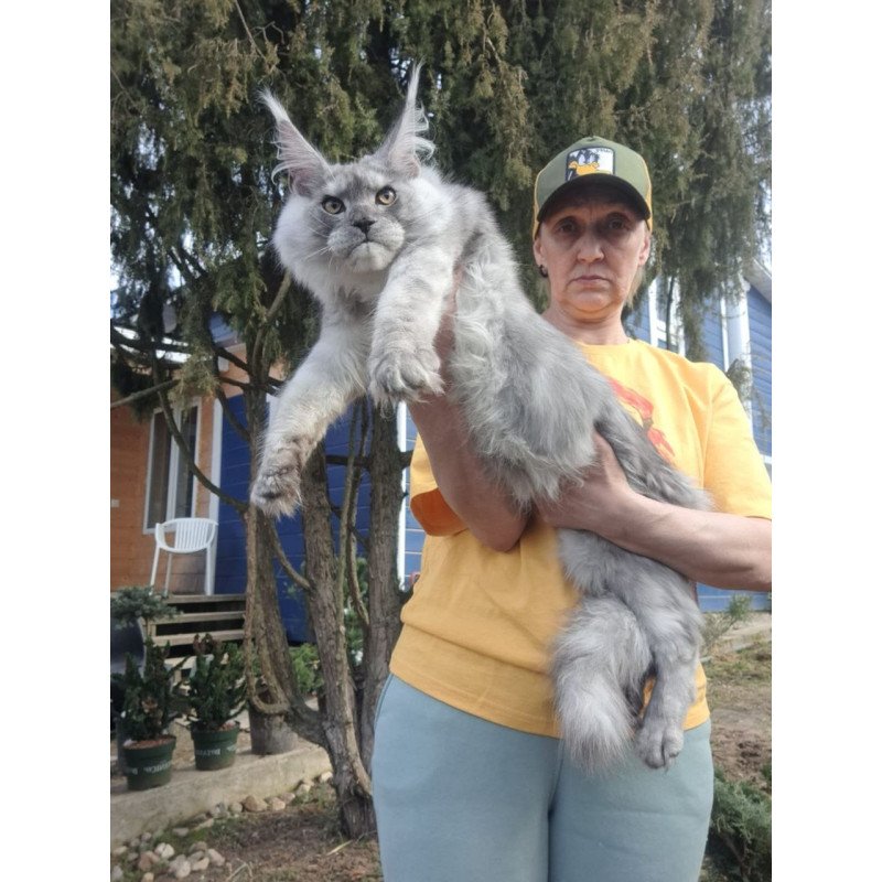 Maine Coon A Timian