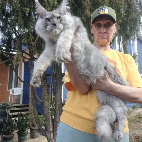 Maine Coon A Timian