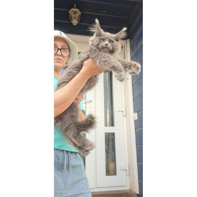 Maine Coon A Emma