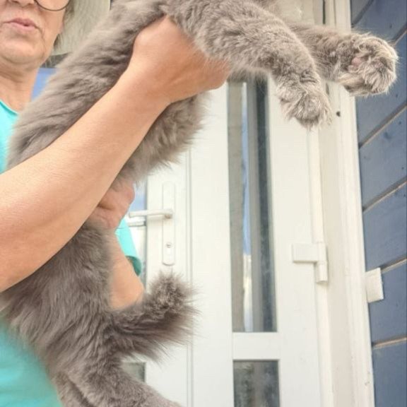 Maine Coon A Emma