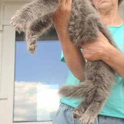 Maine Coon A Emma