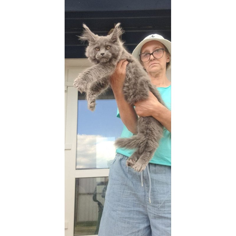 Maine Coon A Emma