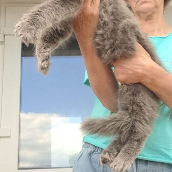 Maine Coon A Emma