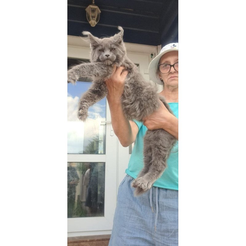Maine Coon A Emma