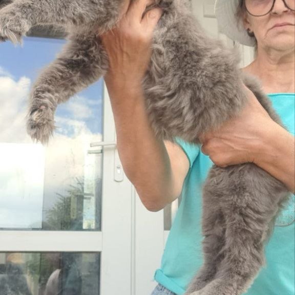 Maine Coon A Emma