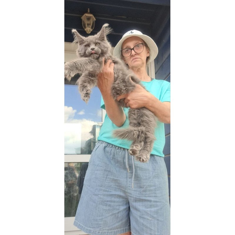 Maine Coon A Emma