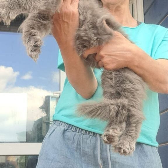 Maine Coon A Emma