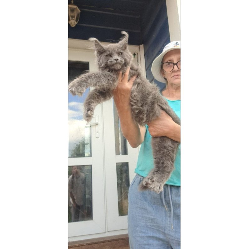 Maine Coon A Emma