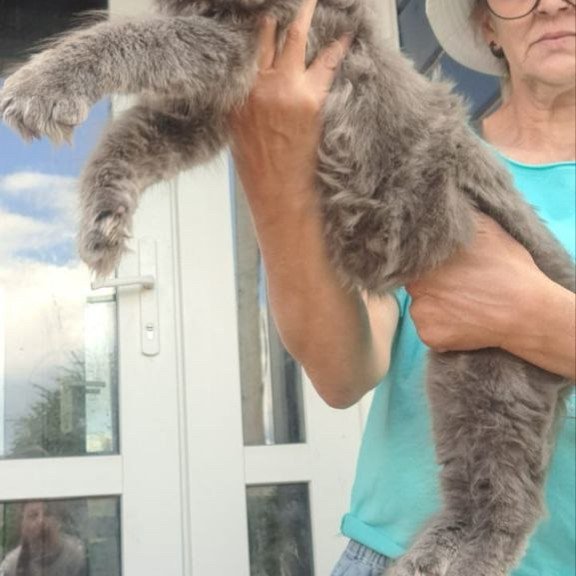 Maine Coon A Emma