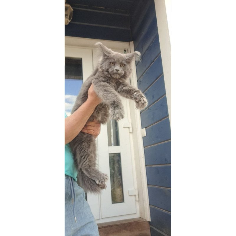 Maine Coon A Emma