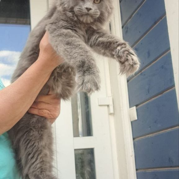 Maine Coon A Emma