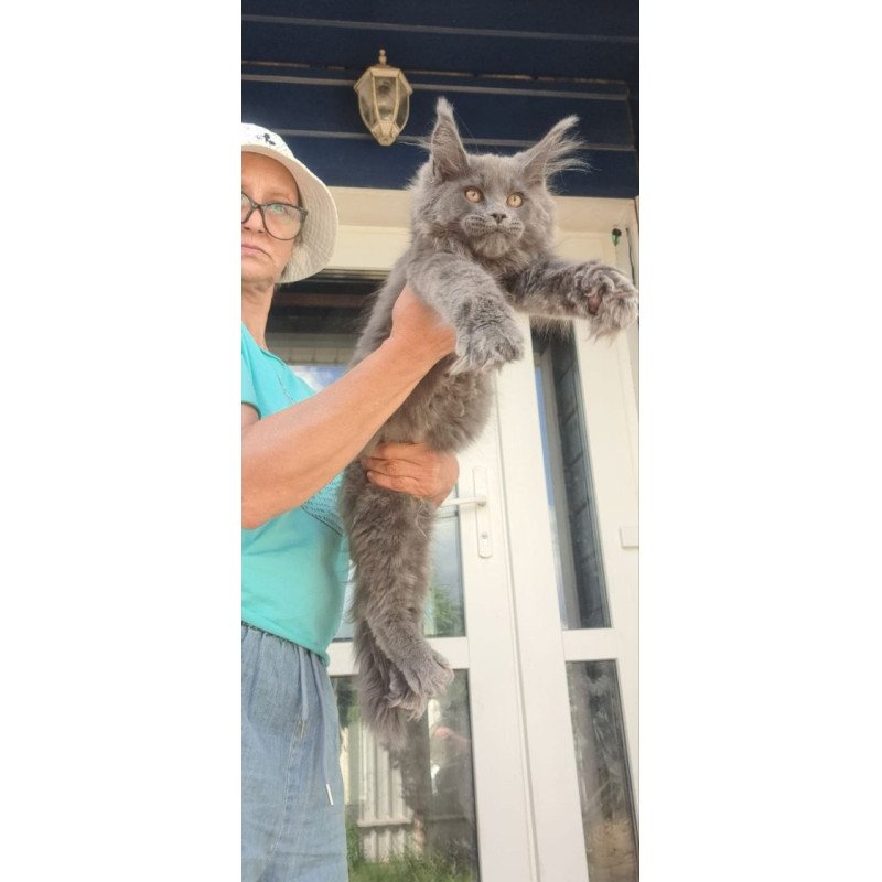 Maine Coon A Emma