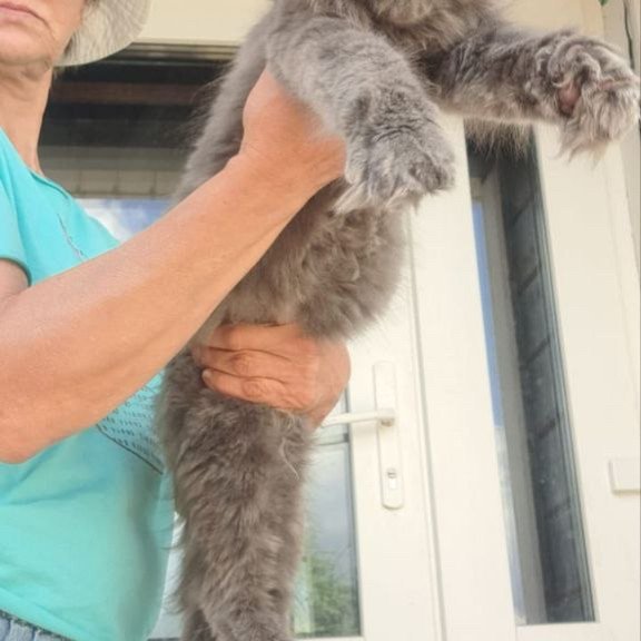 Maine Coon A Emma
