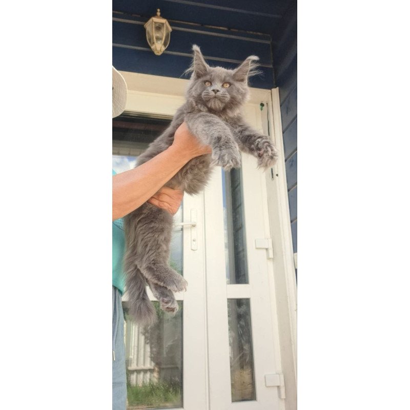 Maine Coon A Emma