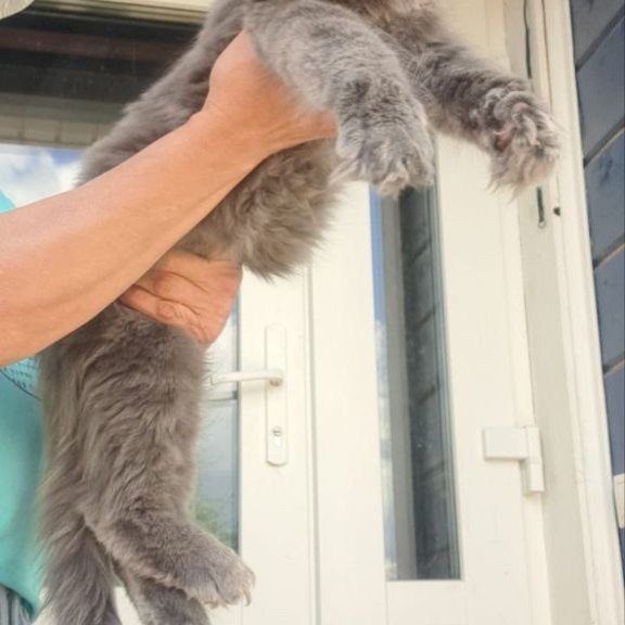 Maine Coon A Emma