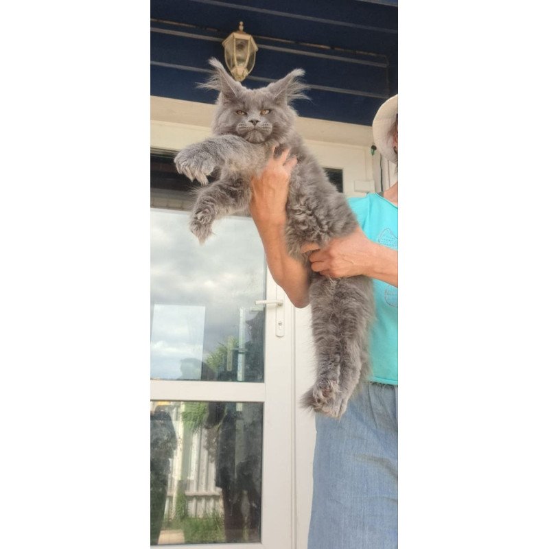 Maine Coon A Emma