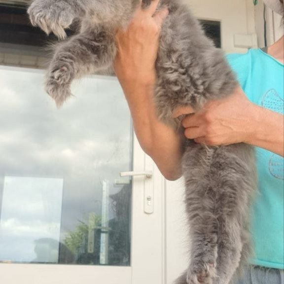 Maine Coon A Emma