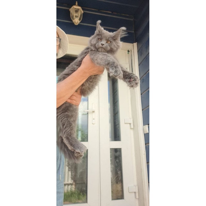 Maine Coon A Emma