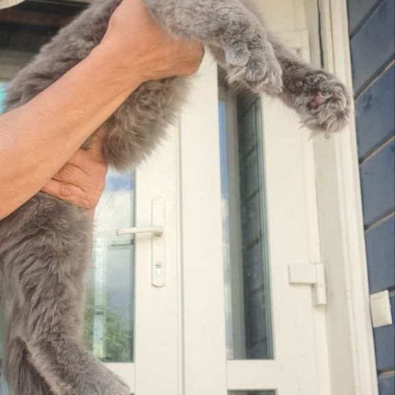 Maine Coon A Emma