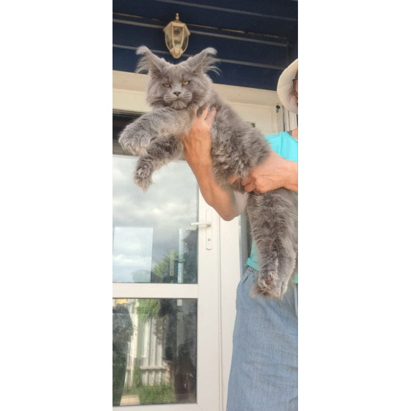 Maine Coon A Emma