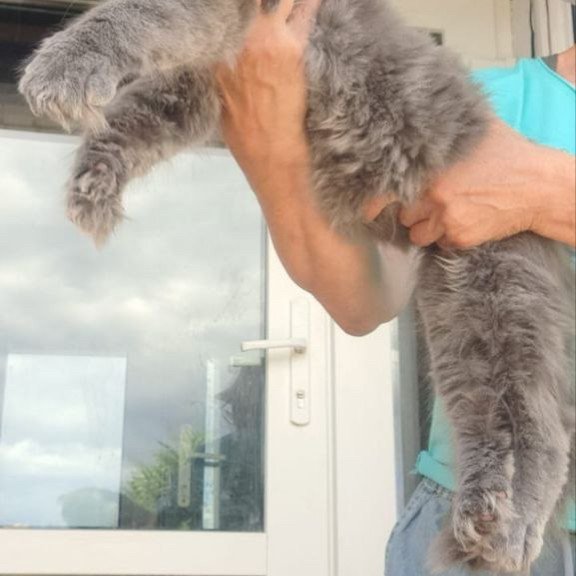 Maine Coon A Emma