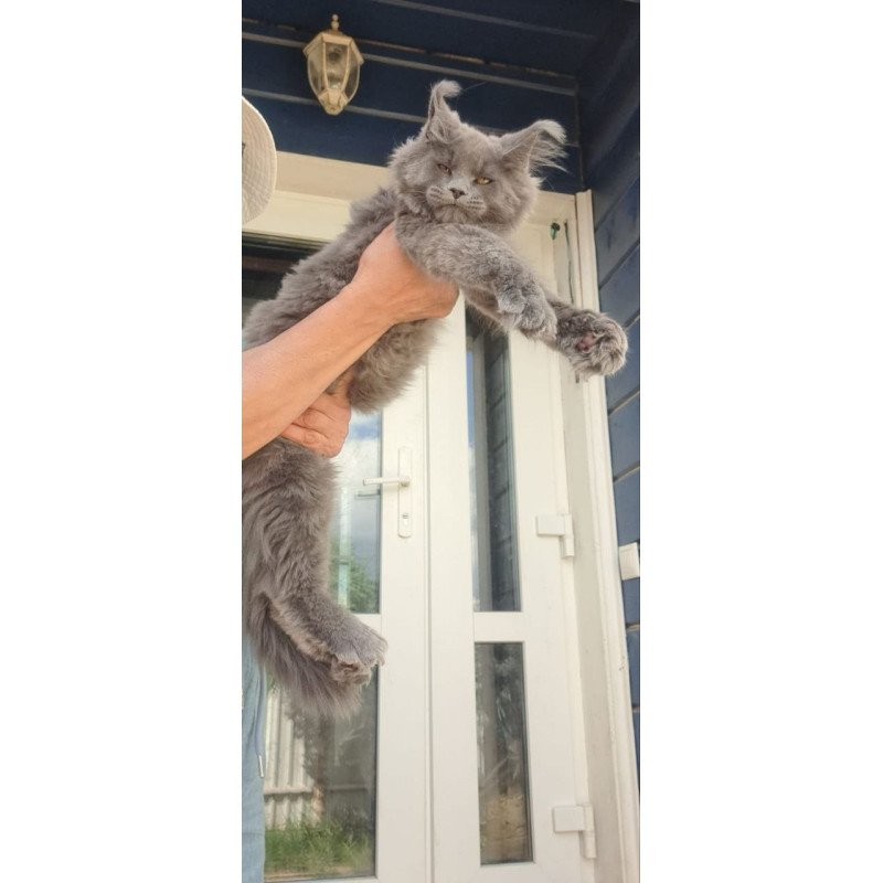 Maine Coon A Emma
