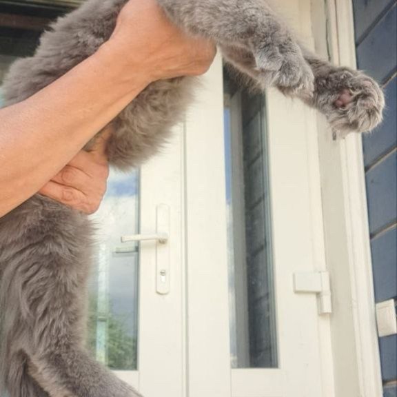 Maine Coon A Emma