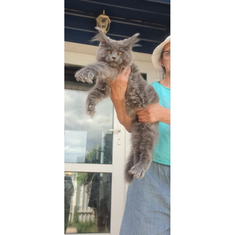 Maine Coon A Emma