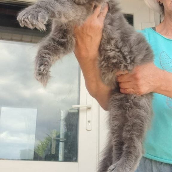 Maine Coon A Emma