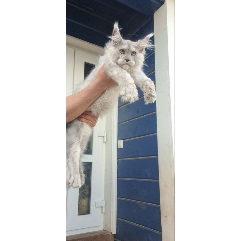 Maine Coon A Elf