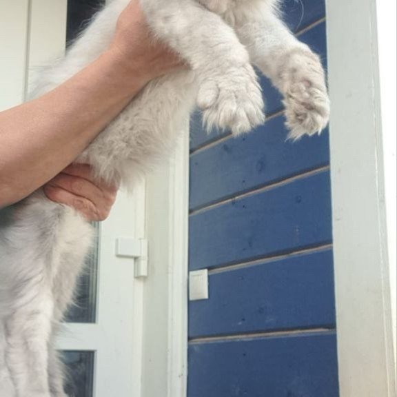 Maine Coon A Elf