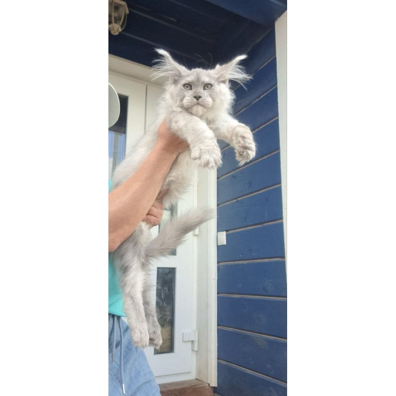 Maine Coon A Elf