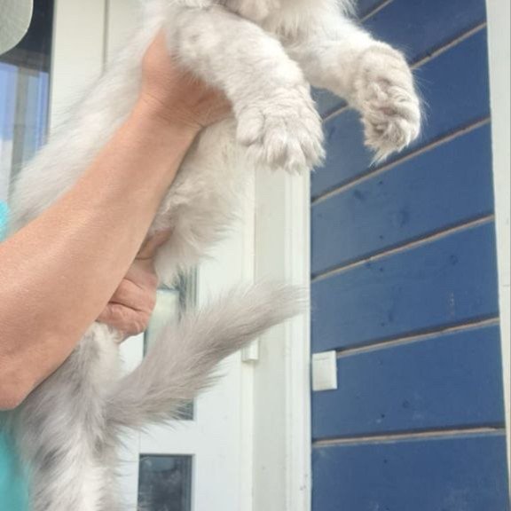 Maine Coon A Elf