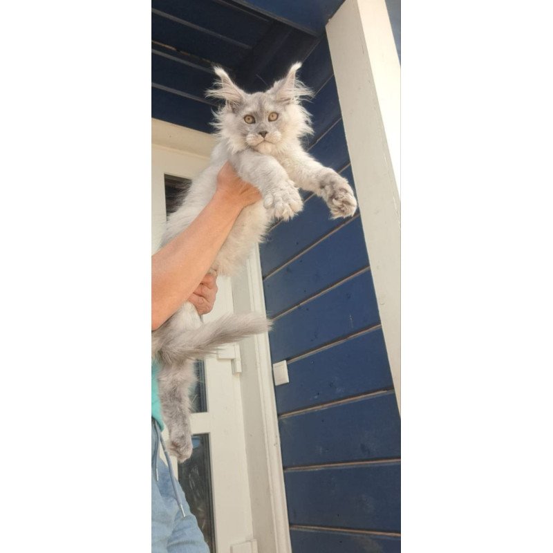 Maine Coon A Elf