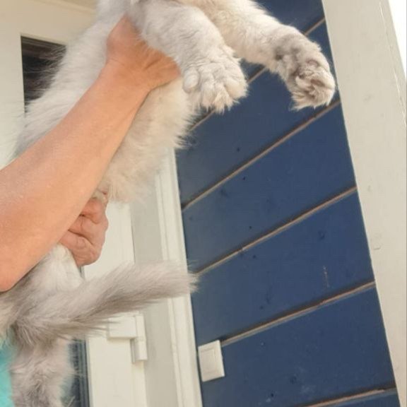 Maine Coon A Elf