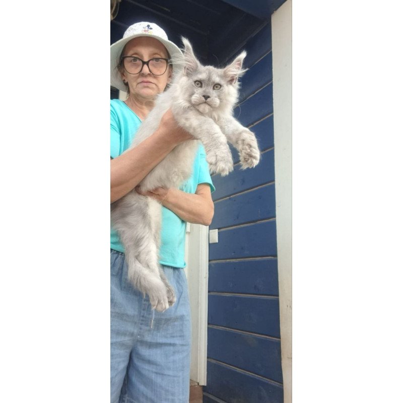 Maine Coon A Elf