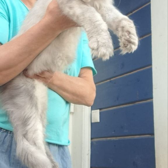 Maine Coon A Elf