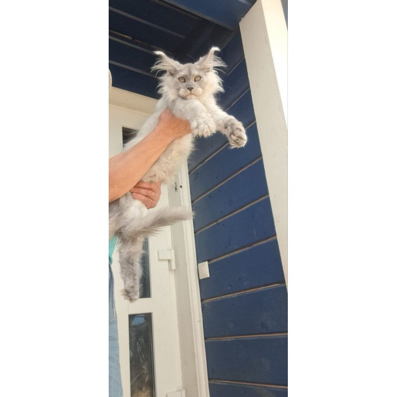 Maine Coon A Elf
