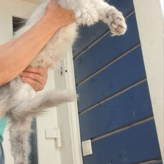 Maine Coon A Elf