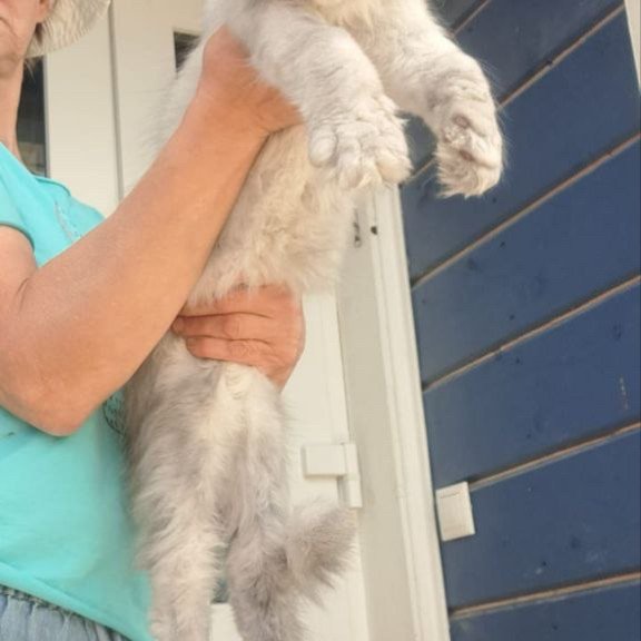 Maine Coon A Elf
