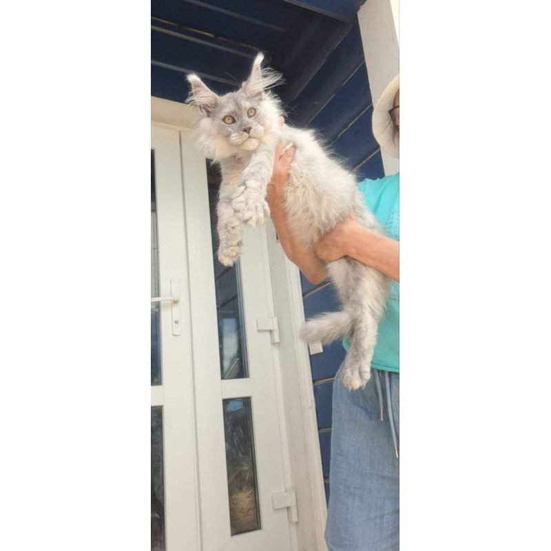 Maine Coon A Elf