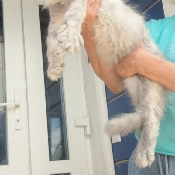 Maine Coon A Elf