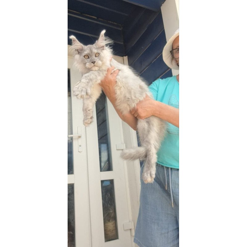 Maine Coon A Elf