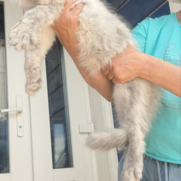 Maine Coon A Elf