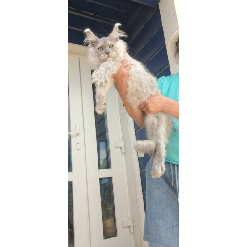 Maine Coon A Elf