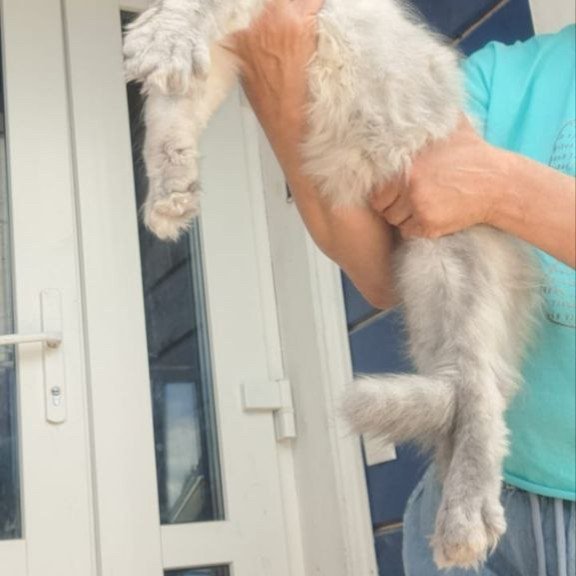 Maine Coon A Elf