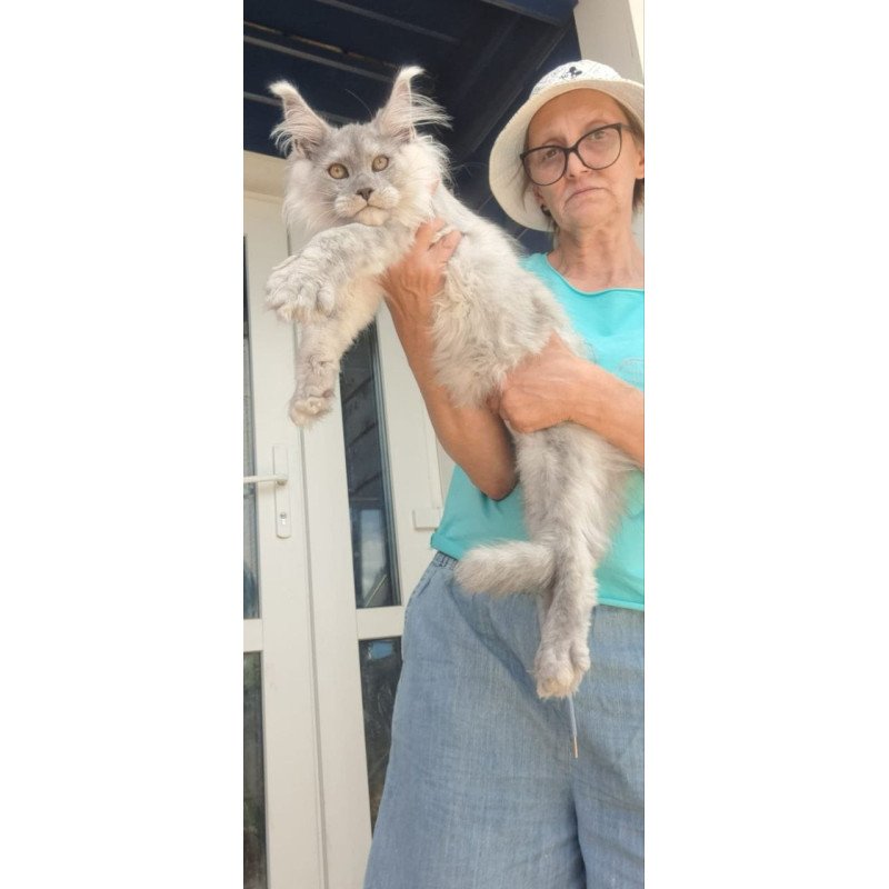 Maine Coon A Elf